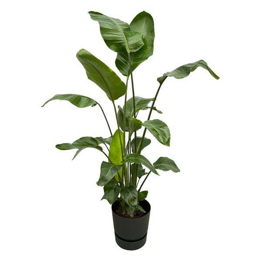 Strelitzia Nicolai – Baum-Strelitzie – Zimmerpflanze ca. 160cm – ø30cm – inkl. Pflanzgefäß Greenville Schwarz – Weißer Paradiesvogel – Tropische XL-Zimmerpflanze für Wohnzimmer, Büro & Wintergarten 