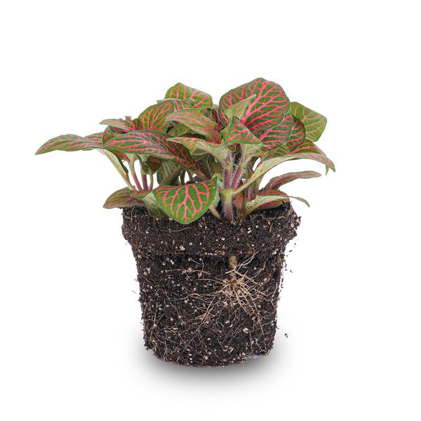 Fittonia Rot – Mosaikpflanze – Zimmerpflanze – Terrarienpflanze – Ø9cm – Tropische Pflanze mit roten & grünen Blättern – Helles Plätzchen ohne direkte Sonne 
