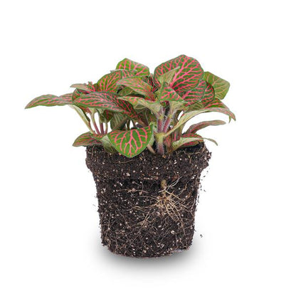 Fittonia Rot – Mosaikpflanze – Zimmerpflanze – Terrarienpflanze – Ø9cm – Tropische Pflanze mit roten & grünen Blättern – Helles Plätzchen ohne direkte Sonne 