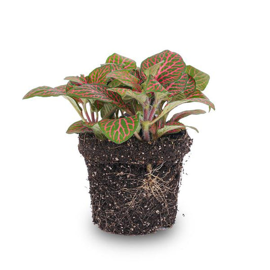Fittonia Rot – Mosaikpflanze – Zimmerpflanze – Terrarienpflanze – Ø9cm – Tropische Pflanze mit roten & grünen Blättern – Helles Plätzchen ohne direkte Sonne 