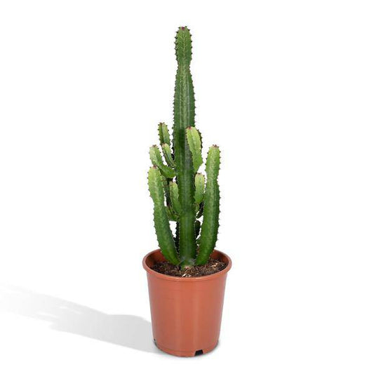 Euphorbia Acrurensis - Ø24cm - ↕60cm - Oasis of Life