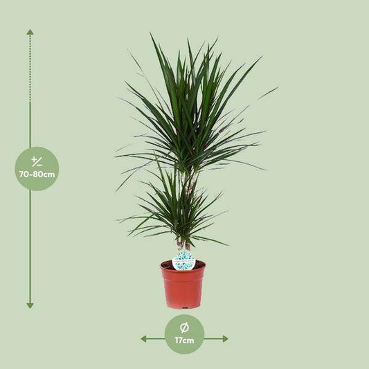 Drachenbaum - Dracaena Marginata - Zimmerpflanze - Ø17cm - ↕75cm