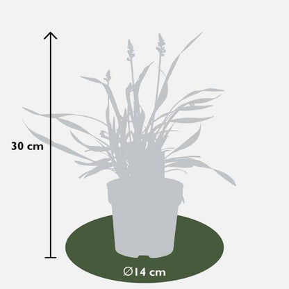 Liriope muscari 'Ingwersen' – Glöckchentraube – Immergrüne Staude mit lavendelfarbenen Blüten – Ø14cm – ↨25cm – 6 Pflanzen
