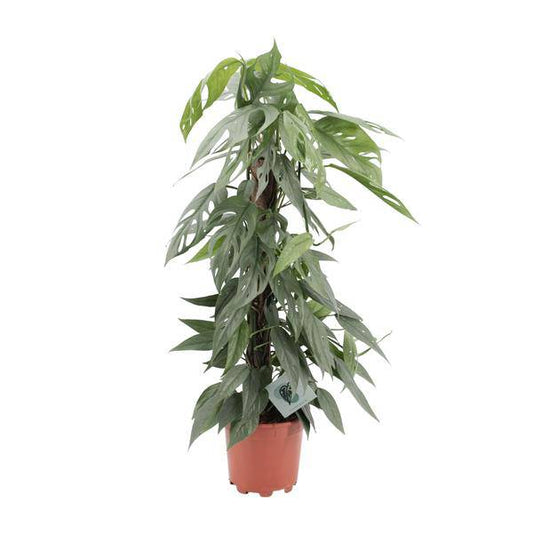 Efeutute - Epipremnum Cebu Blau - Zimmerpflanze - Ø17cm - ↕65cm 