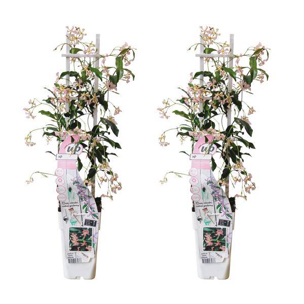Sternjasmin Trachelospermum 'Star of Ibiza' – 2er-Set – ca. 65cm hoch im Ø15cm – Immergrüne, winterharte Kletterpflanze mit rosa Blüten – Für Balkon, Terrasse & Garten