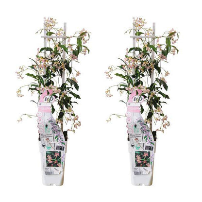 Sternjasmin Trachelospermum 'Star of Ibiza' – 2er-Set – ca. 65cm hoch im Ø15cm – Immergrüne, winterharte Kletterpflanze mit rosa Blüten – Für Balkon, Terrasse & Garten