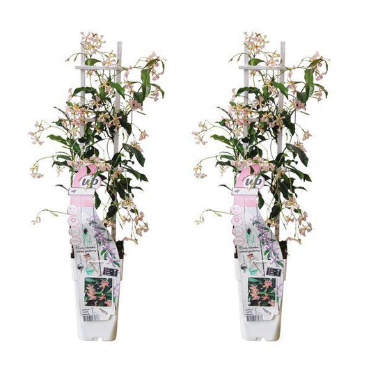 Sternjasmin Trachelospermum 'Star of Ibiza' – 2er-Set – ca. 65cm hoch im Ø15cm – Immergrüne, winterharte Kletterpflanze mit rosa Blüten – Für Balkon, Terrasse & Garten