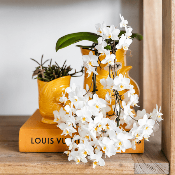 Fisch Topf - Orange - Ø6cm 