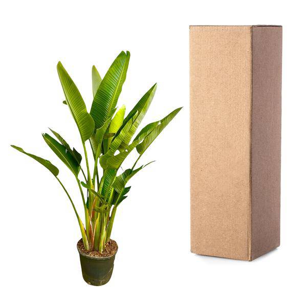 Baum-Strelitzie - Strelitzia Augusta mehrstämmig XXL - 225cm - ø40cm