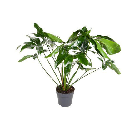 Baumfreund - Philodendron Green  Wonder - Zimmerpflanze - Ø24cm - ↕100cm