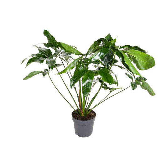 Baumfreund - Philodendron Green  Wonder - Zimmerpflanze - Ø24cm - ↕100cm 