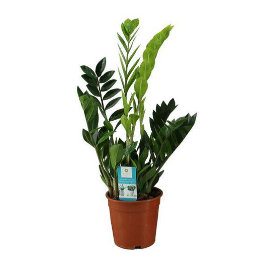 Glücksfeder - Zamioculcas Zamiifolia - Zimmerpflanze - Ø17cm - ↕65cm 