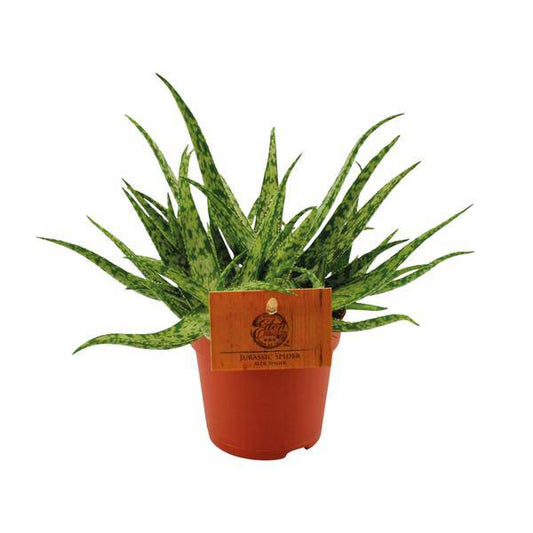 Sukkulente - Aloe Spider - Zimmerpflanze - Ø10.5cm - ↕15cm 