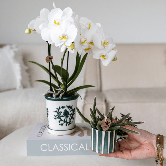 Orchidee Amabilis Weiß im Malaga-Topf Ø9cm und Sukkulente im Painted Stripe-Topf Grün Ø6cm - Pflanzenset - Zimmerpflanze