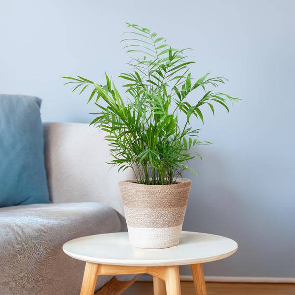 Chamadorea Elegans Mexikanische Bergpalme – Zimmerpflanze ca. 55cm – Ø17cm – Im nachhaltigen Korb Lissabon Weiß – Elegante, pflegeleichte Zimmerpalme 