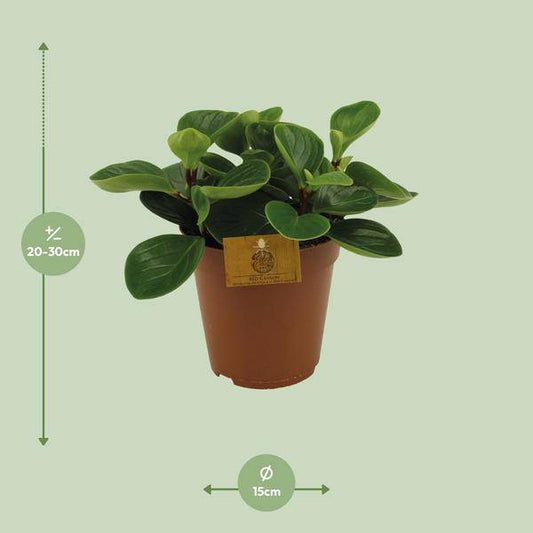 Zwergpfeffer - Peperomia obtusifolia 'Red Canyon' - Zimmerpflanze - Ø15cm - ↕25cm