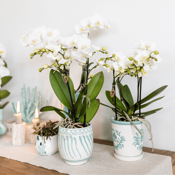 Malaga Übertopf - Türkis - Ø9cm 