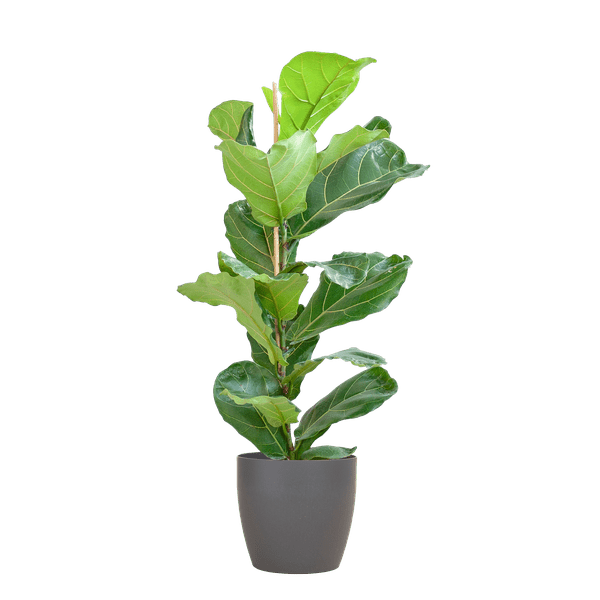 Ficus Lyrata - Geigen-Feige - Zimmerpflanze - ↕80cm - Ø21cm + Topf Viber Grau