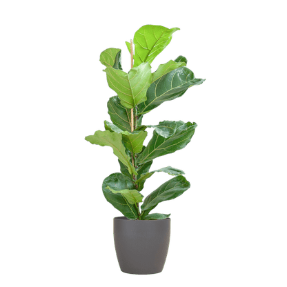Ficus Lyrata - Geigen-Feige - Zimmerpflanze - ↕80cm - Ø21cm + Topf Viber Grau