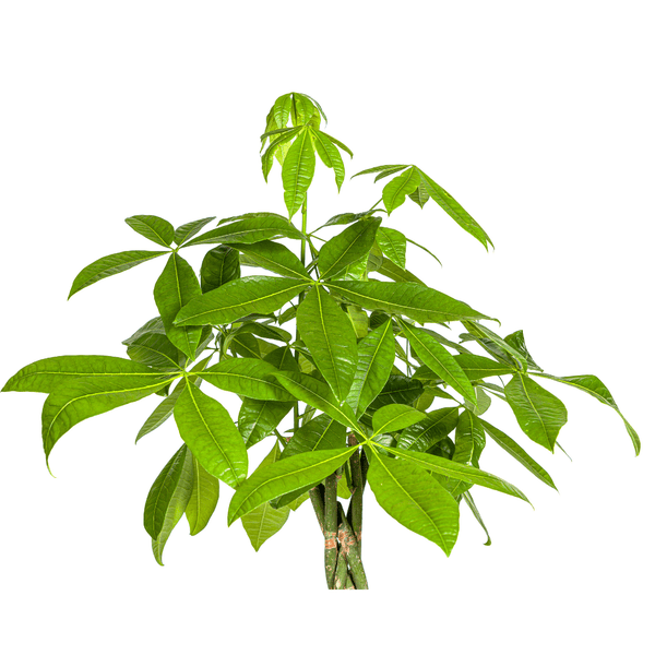 Pachira Aquatica Ø27cm - ↕140-150cm - Oasis of Life