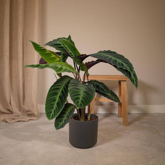 Calathea Warscewiczii - Pfauenpflanze - Ø19cm - ↕70cm - Oasis of Life
