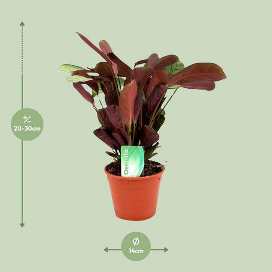 Korbmarante - Ctenanthe Amagris - Zimmerpflanze - Ø14cm - ↕25cm