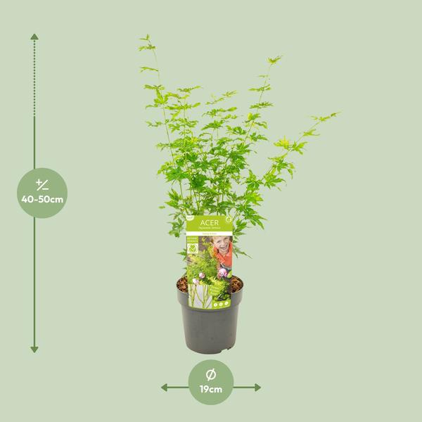 Japanischer Fächerahorn - Acer palmatum Going Green - Zimmerpflanze - Ø19cm - ↕50cm