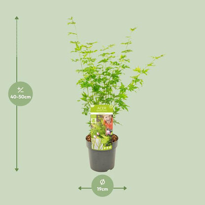 Japanischer Fächerahorn - Acer palmatum Going Green - Zimmerpflanze - Ø19cm - ↕50cm