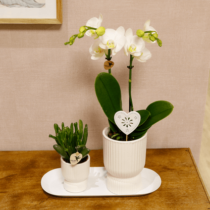 Pflanzenset Weiß - Grünpflanzen mit weißer Phalaenopsis-Orchidee in weißen Ziertöpfen auf weißem Tablett