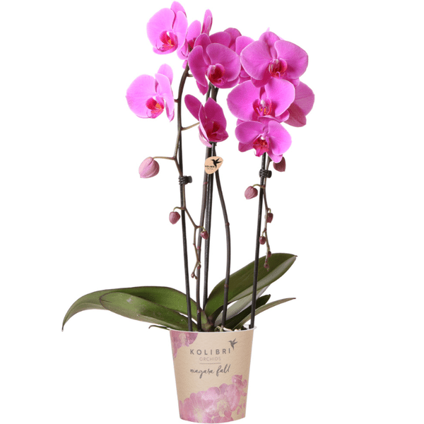 Kolibri Orchids | rosa Phalaenopsis Orchidee - Niagara Fall - Topfgröße Ø12cm | blühende Zimmerpflanze - frisch vom Züchter - Oasis of Life