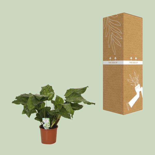 Calathea Network - Pfauenpflanze - Ø14cm - ↕30cm - Oasis of Life