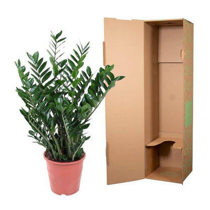 Glücksfeder - Zamioculcas Zamiifolia - Zimmerpflanze - 100 cm - ø27cm