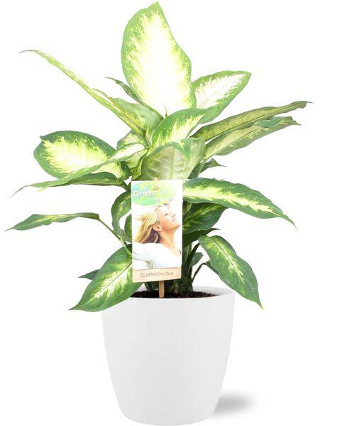 Dieffenbachia Camilla – Dieffenbachie – Zimmerpflanze – Ø17cm – ↕45cm – Inkl. Topf Brüssel Weiß Ø18x17cm - Krankheitsresistent 