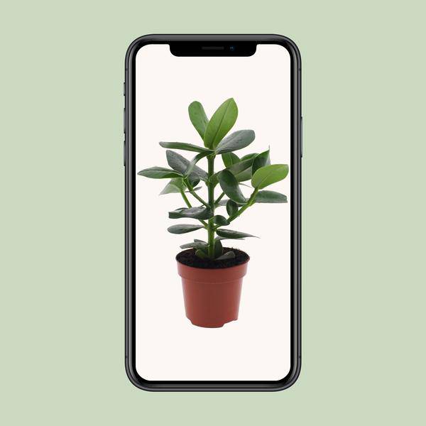 Clusia Rosea Princess - Ø12cm - ↕15cm - Oasis of Life