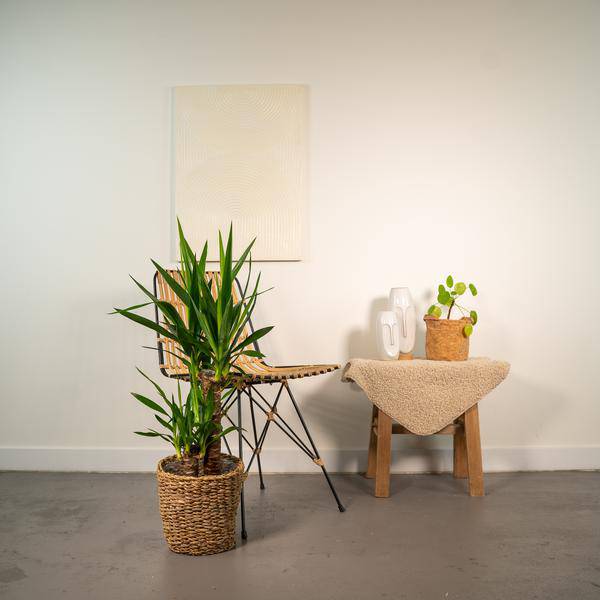 Yucca - Ø17cm - ↕90cm - Oasis of Life