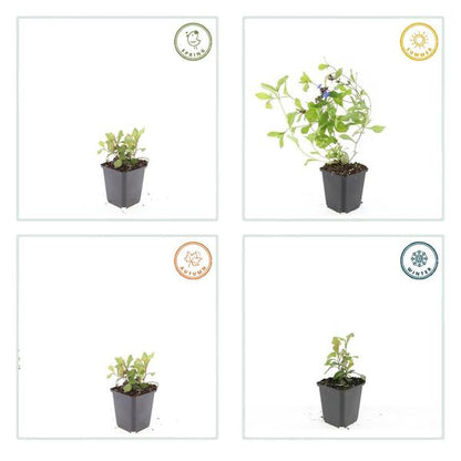Kriechende Hornnarbe Ceratostigma plumbaginoides – 40 Pflanzen – ↕10-25cm – Ø9cm – Bodendecker – Blau blühend – Winterhart & pflegeleicht – Sonne & Halbschatten