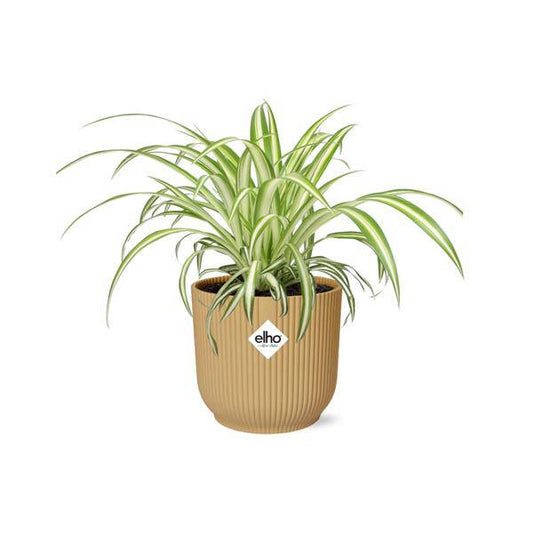 Grünlilie - Chlorophytum Comosum Variegatum - Zimmerpflanze + Topf Vibes Fold 14cm Gelb