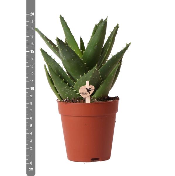 Grüne Pflanze - Sukkulente Aloe Brevifolia - Topf Ø9cm - grüne Zimmerpflanze - frisch aus der Gärtnerei - Oasis of Life
