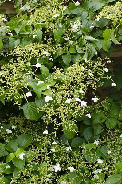 Kletter-Hortensie - Hortensie petiolaris - ↨65cm - Ø15cm - 3 Stück