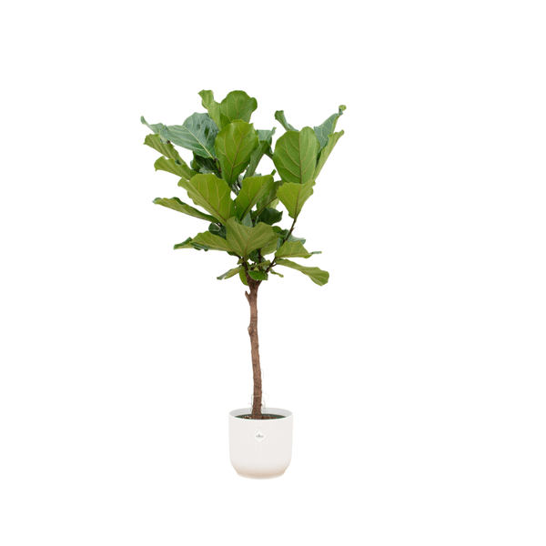 Ficus Lyrata - Feigenbaum - Zimmerpflanze - Ø30cm - ↨160cm + Topf Vibes Fold Weiß