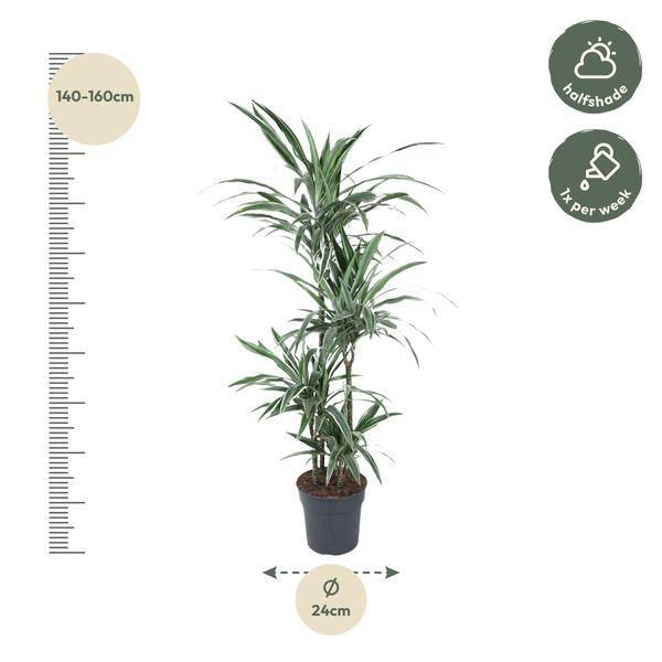 Drachenbaum - Dracaena Warneckei - Zimmerpflanze - 150cm - ø24cm