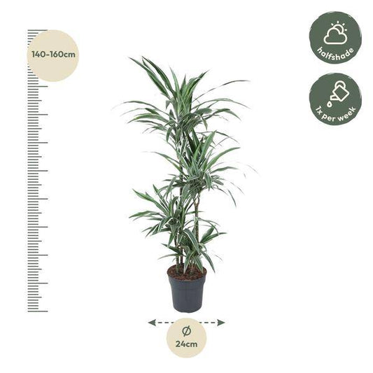 Drachenbaum – Dracaena Warneckei 150cm – Ø24cm – Zimmerpflanze mit weiß-grün gestreiften Blättern – Pflegeleichte Grünpflanze für Wohnzimmer, Büro & Wintergarten 