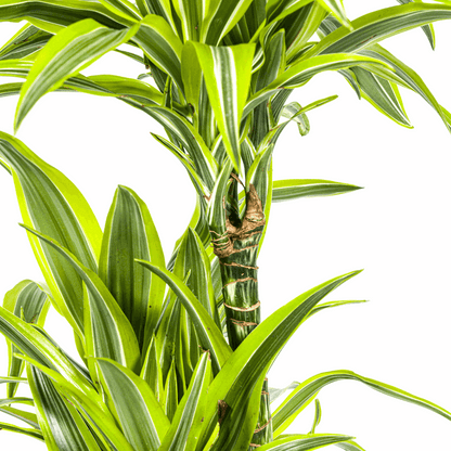 Dracaena Deremensis Zitronenlimette Ø24cm - ↕130 - 150cm