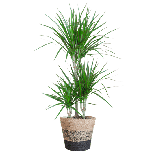 Dracaena Marginata – Drachenbaum – Zimmerpflanze ca. 95cm – ø21cm – inkl. Pflanzenkorb Lissabon Schwarz – Pflegeleichte Grünpflanze im Jute-Korb für Wohnzimmer & Büro 