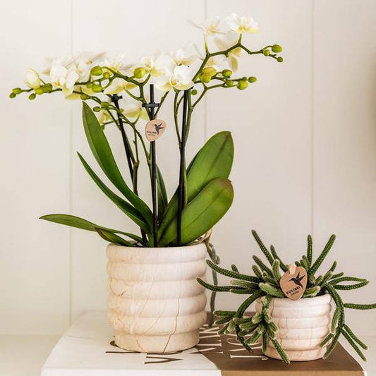 Marmor Topf - Hell - Ø9cm 