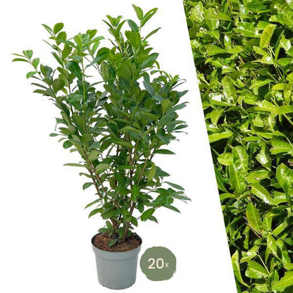 Kirschlorbeerhecke - Lorbeerkirsche - Rotundifolia - 10 Meter Hecke - ↨125-150cm - 20 Stück