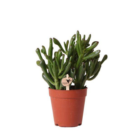 Grünpflanze - Sukkulente Crassula Hobbit - grüne Zimmerpflanze - frisch aus der Gärtnerei - Ø9cm - Oasis of Life
