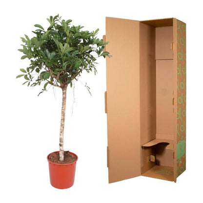 Strahlenaralie  - Schefflera Arboricola Compacta - Zimmerpflanze - 150cm - ø34cm
