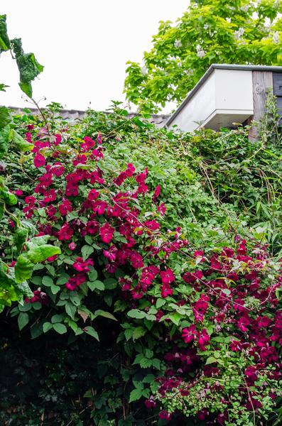 Clematis Hagley Hybrid - Clematis Rood - Ø15cm - ↕65cm