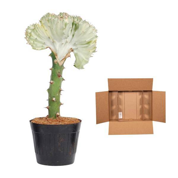 Euphorbia lactea Cristata Weiß – Korallen-Wolfsmilch – Zimmerpflanze ca. 35cm – ø12cm – Exotische Sukkulente in Korallenform – Pflegeleichte Kaktuspflanze für sonnige Standorte 
